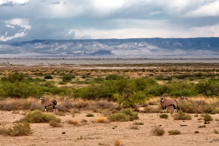 Oryx gazella