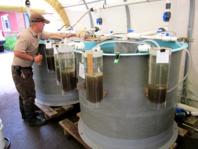 Tending hatching shad