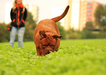 De dogue outdoors