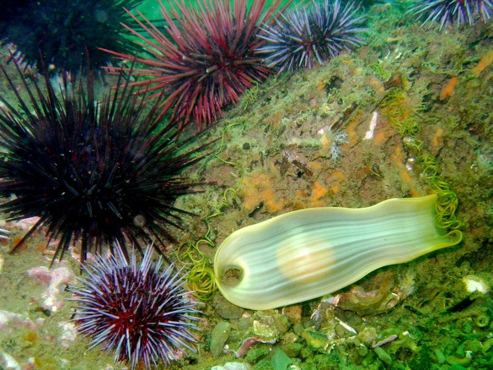 Mermaid's purse - swell shark egg