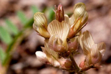 Astragalus humistratus var. humistratus