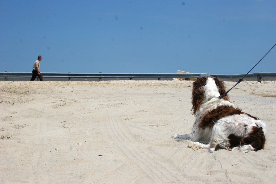 Dog Contemplating Life at Prime Hook NWR
