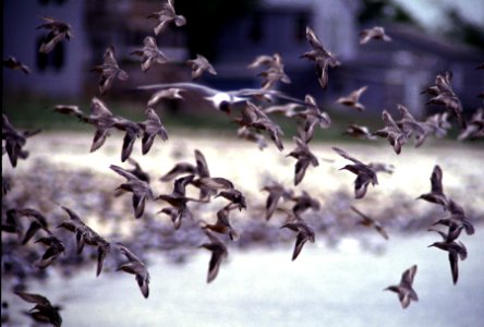 Birds In Flight