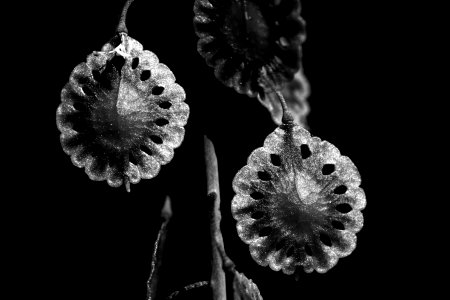 Thysanocarpus curvipes