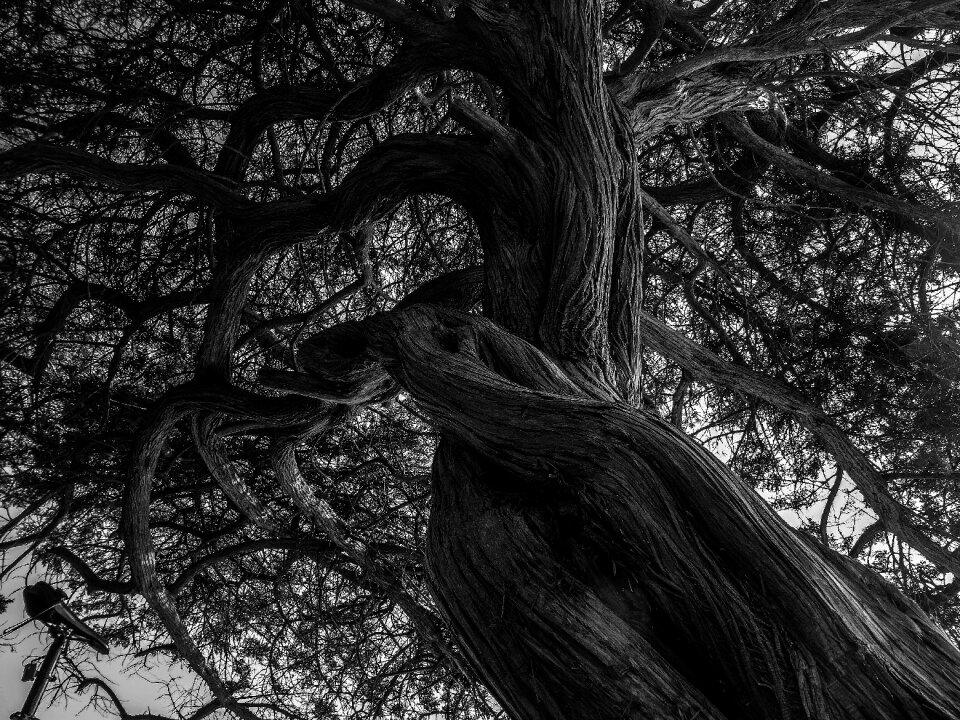 Nature black and white photo mood