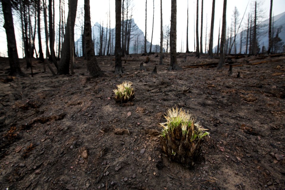 Reynolds Fire 2015