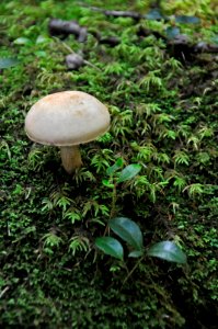 Mushroom