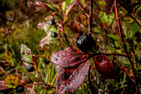 Huckleberry with red leaves.