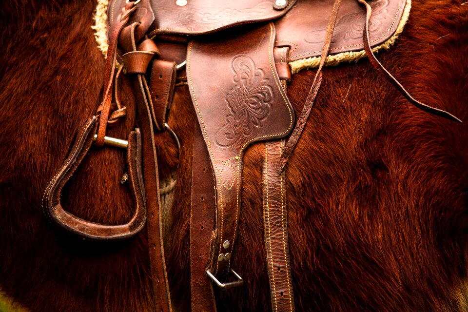 Animal equestrian stallion