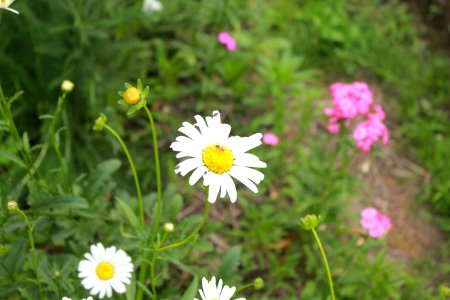 Pollinators