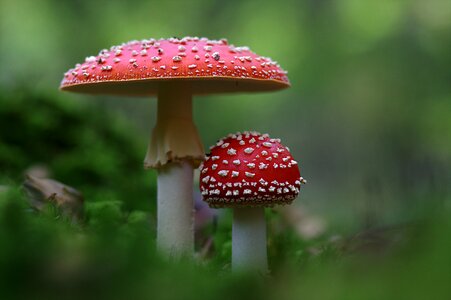 Autumn amanita muscaria red photo