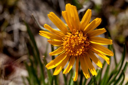 Hymenoxys brandegeei photo