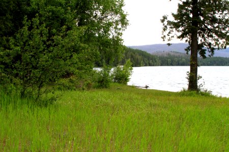 Ryan Beach-Meadow, Lake McDonald - 5 [Near the West Entrance to the park.] photo