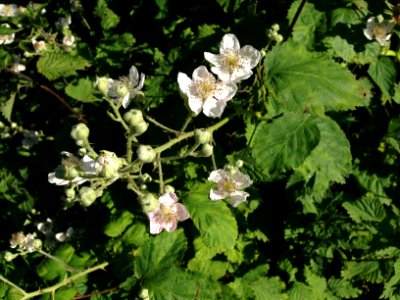 Bramble flowers and buds photo