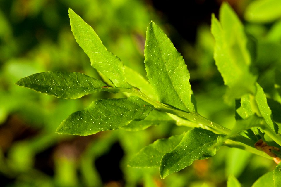 Vaccinium myrtillus