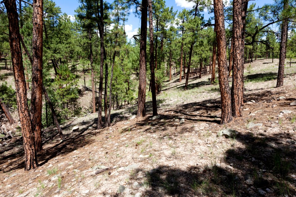 West of Burnt Cabin Flat