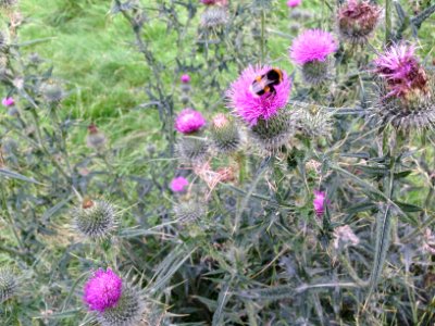 Bee on thistle