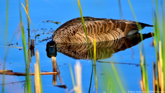 Canada Goose (Branta canadensis)