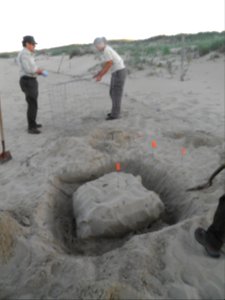 SCA Intern assists a Back Bay biologist placing the protective cage over the eggs.