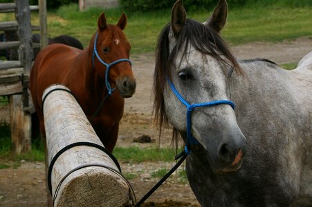 Hitch hitching post photo