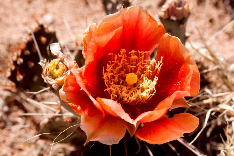 Opuntia macrorhiza