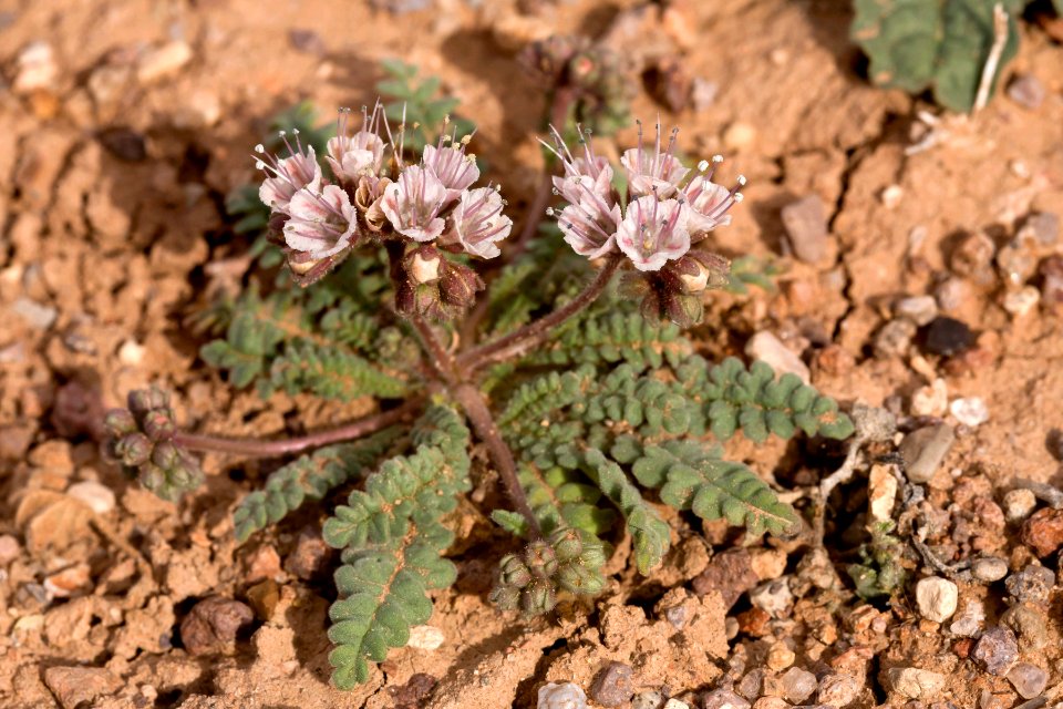 Phacelia arizonica