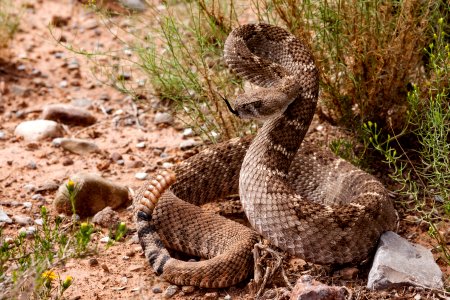 Crotalus atrox