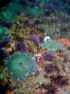 Anenomes and purple urchins