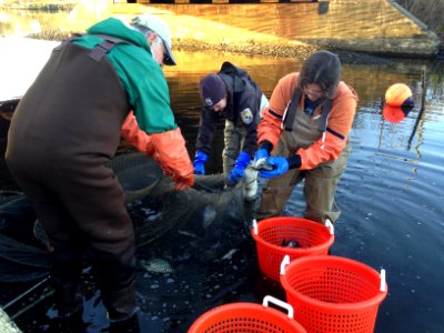 Wreck Pond fish monitoring - moving captured fish from fyke net into buckets (New Jersey) photo