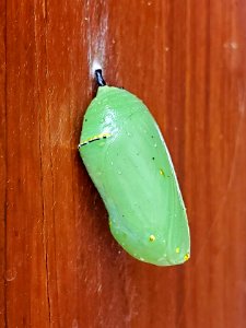Monarch Chrysalis