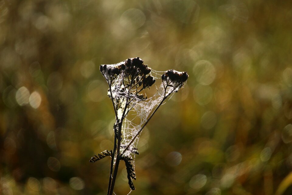 Cobwebs dew morgentau