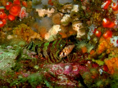 Kelp greenling photo