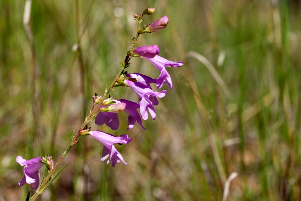 Penstemon virgatus subsp. virgatus
