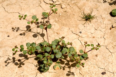 Eriogonum divaricatum