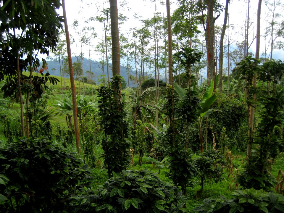 Coffee farm in Colombia