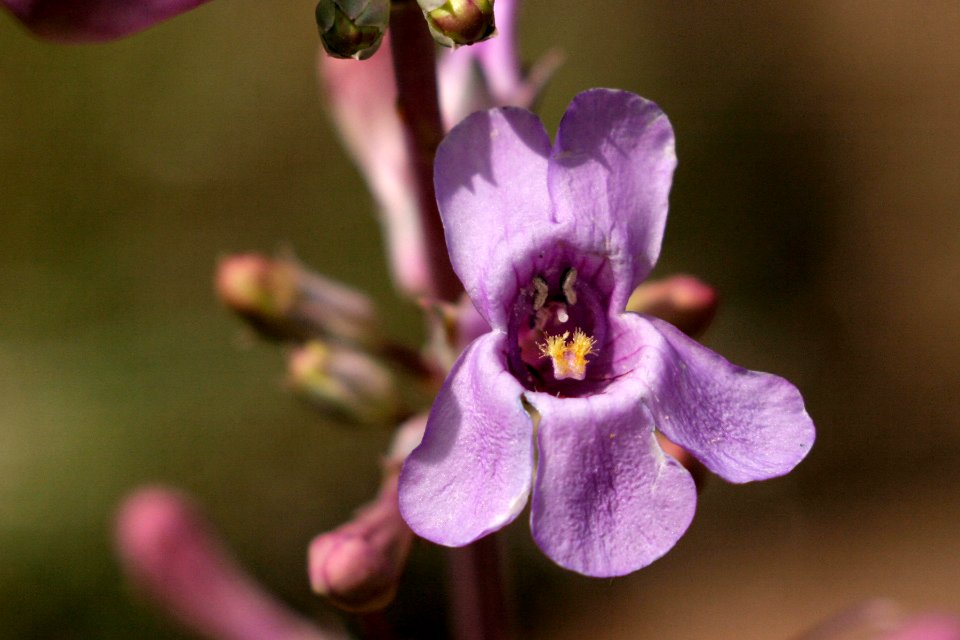 Penstemon fendleri