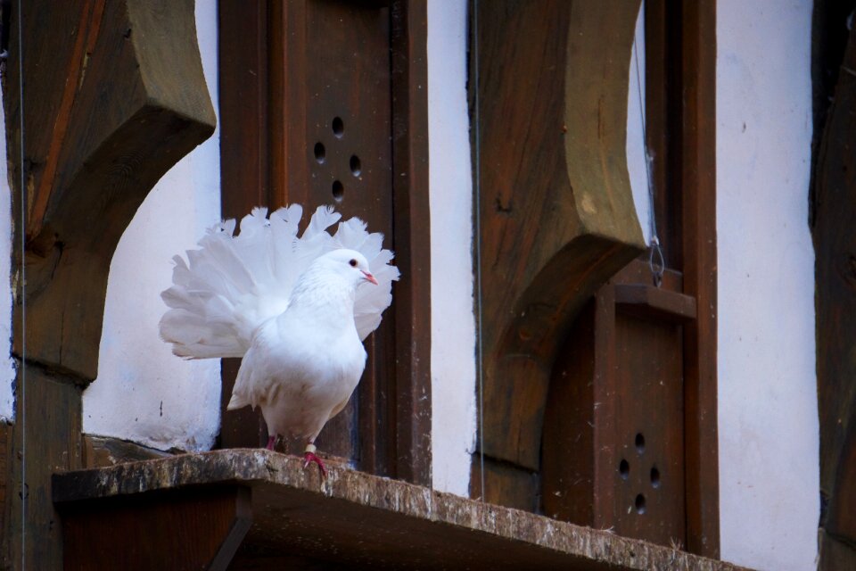 Bird dove wartburg castle