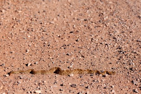 Crotalus viridis
