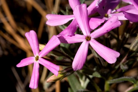 Phlox