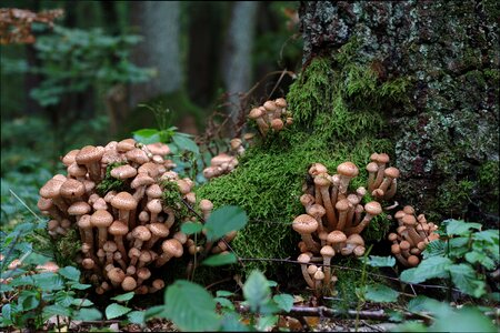 Armillaria mellea mushroom autumn