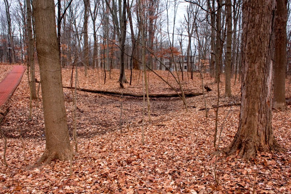 Kirkwood Observatory