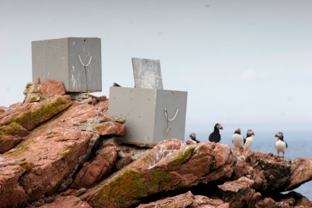 Puffins Near Capturing Boxes photo