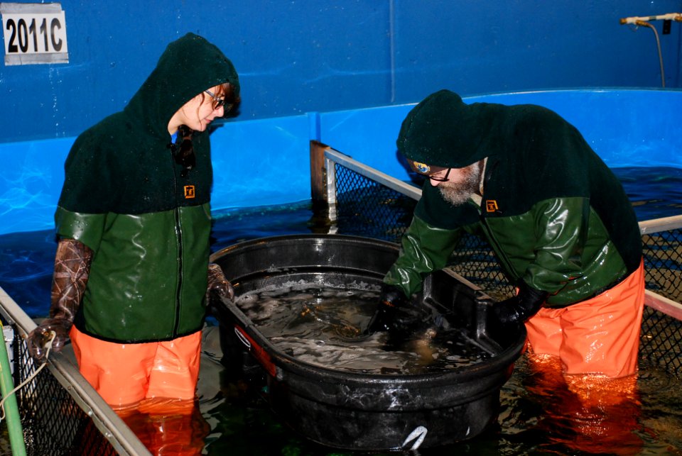 Fisheries biologist at Craig Brook National Fish Hatchery