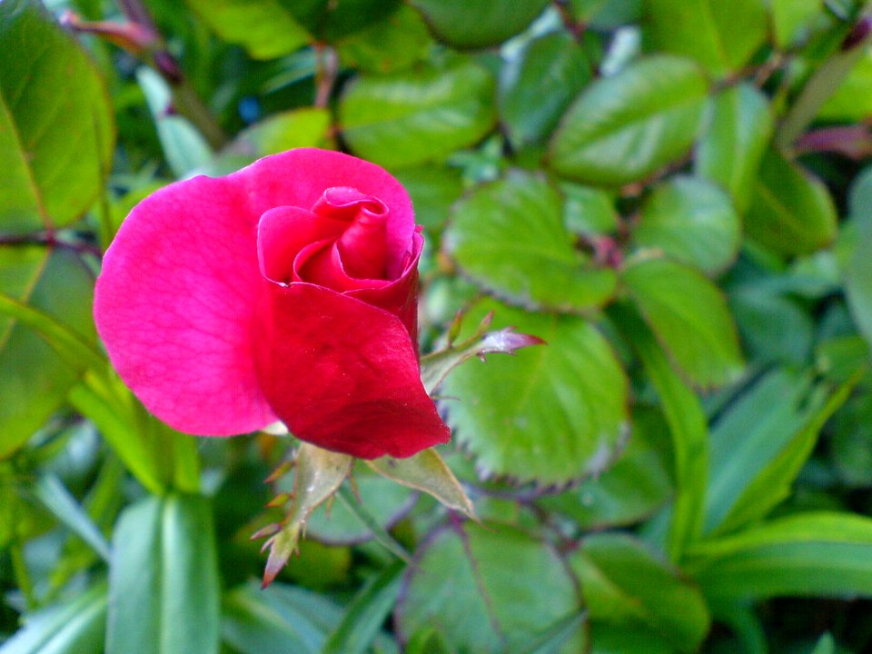 Red rose (rambler)