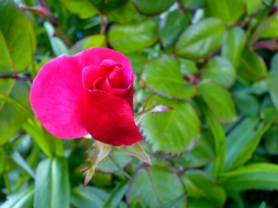 Red rose (rambler) photo