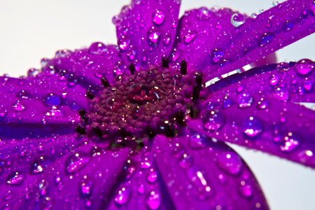 Detail purple raindrop photo