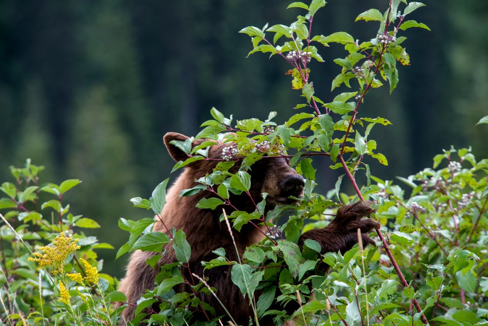 Blackbear Claw