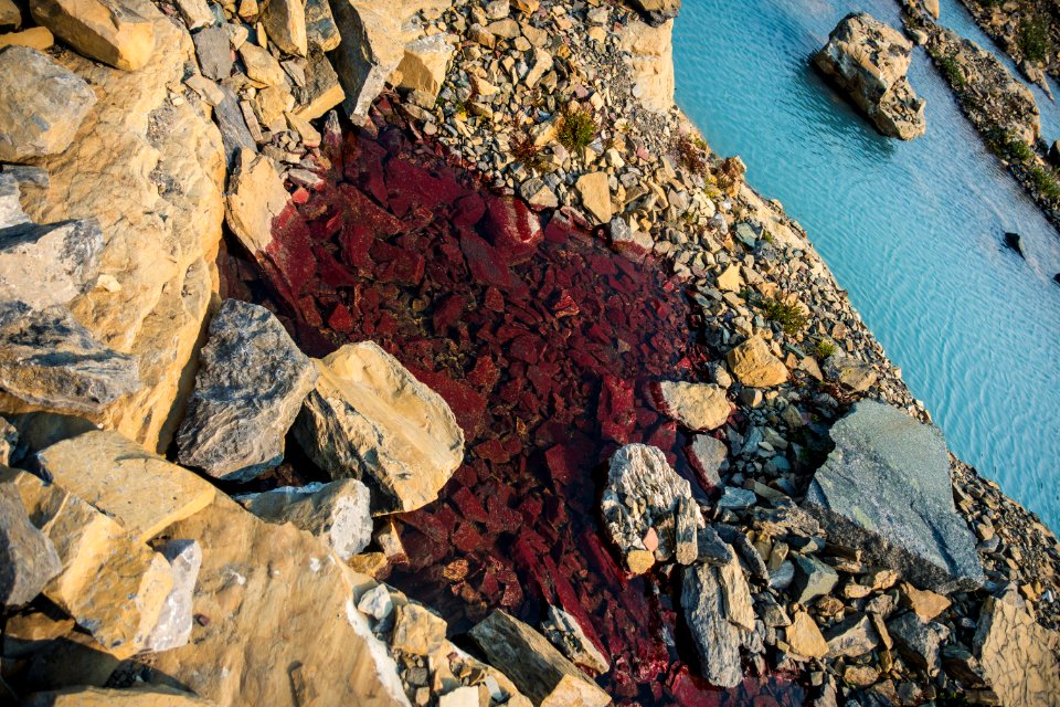 Melted "watermelon snow"