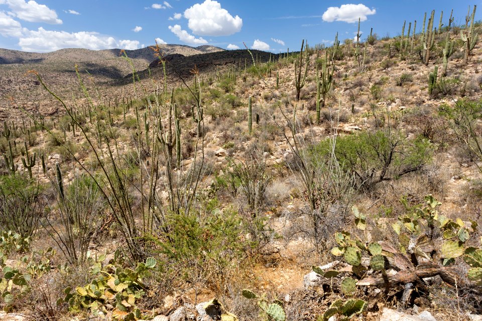 Near Tanque Verde