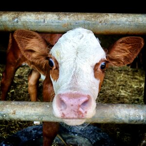 Agriculture portrait face